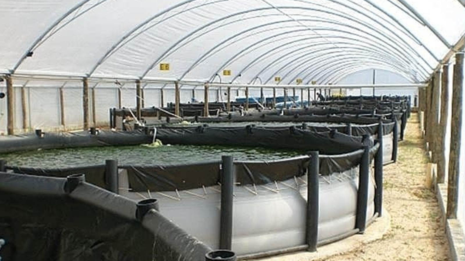 Benefícios do Uso de Geradores de Energia na Psicultura: Garantindo Condições Ideais para a Produção